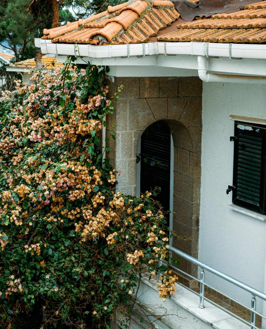 Tree blossoming next to a house with an old gutter